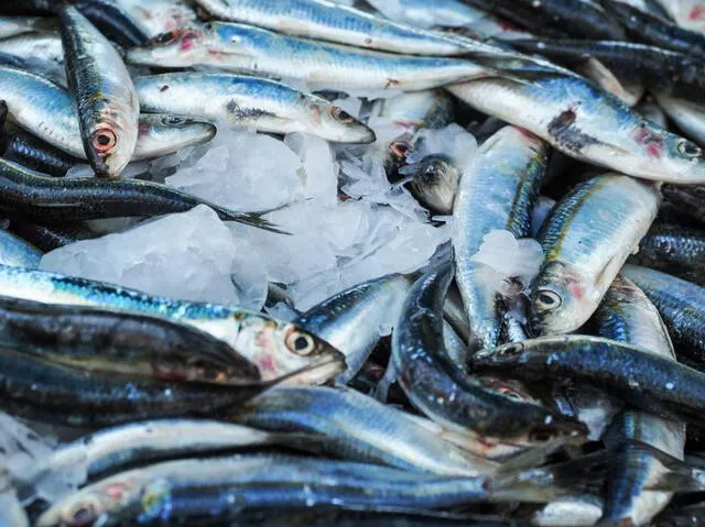 La caballa conforma la lista de los pescados más consumidos en el Perú, según A comer Pescado. Foto: Pexels