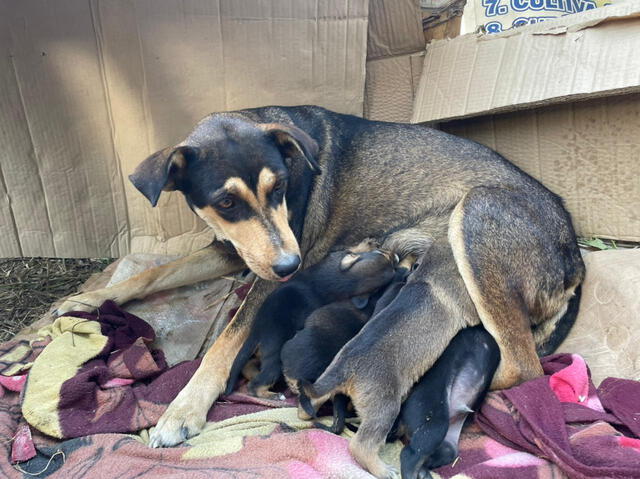 Policía adopta perrita y cachorros en Chiclayo