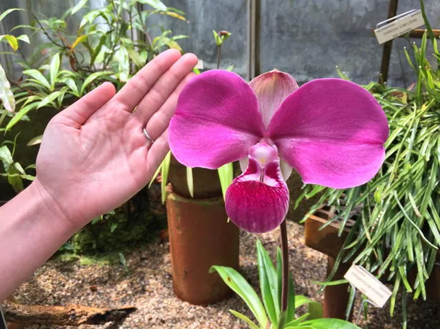 La flor 'Zapatito rosado' es una de las orquídeas más cotizadas de los floricultores. Foto: University of California Botanical Garden at Berkeley   