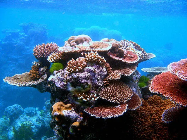 La gran barrera de coral, turismo, lugares que deberías visitar antes de morir