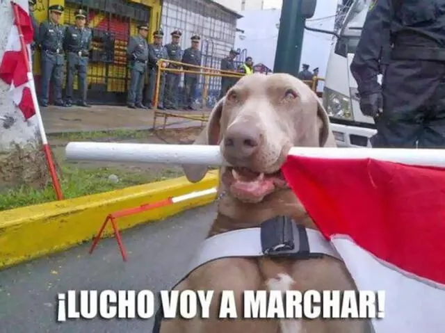 Los perros también son un atractivo durante la Parada Militar. Foto: Twitter    