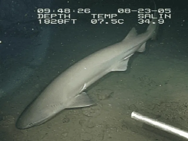 Avistamiento del tiburón de peinetas en el Golfo de México. Foto: Operation Deep Scope 2005   