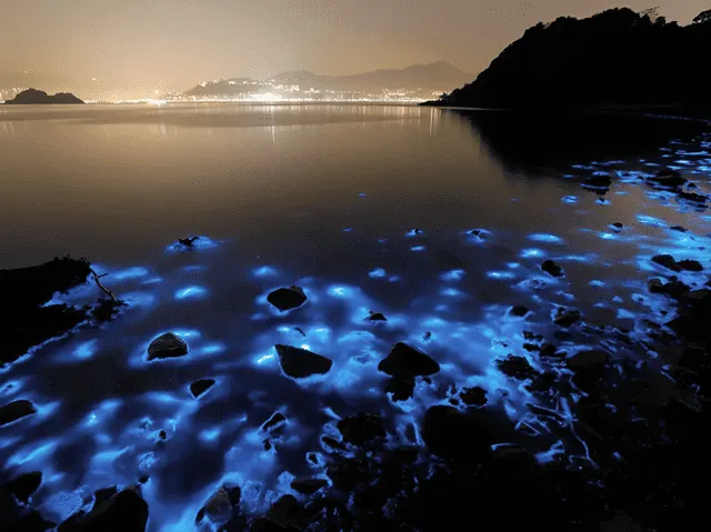 La bioluminiscencia es la emisión de luz que generan algunos seres vivos. Foto: Freepik   