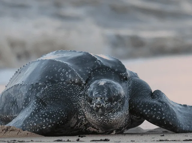 La tortuga más grande del mundo puede vivir entre 150 a 200 años viviendo en países de Norteamérica como México y Costa Rica. Foto: Sea Turtle   