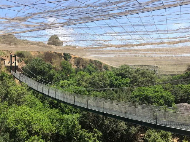 El aviario permite a los visitantes interactuar de cerca con las aves. Las aves vuelan libremente dentro del espacio, lo que brinda una experiencia inmersiva y educativa. Foto: Chile es tuyo   