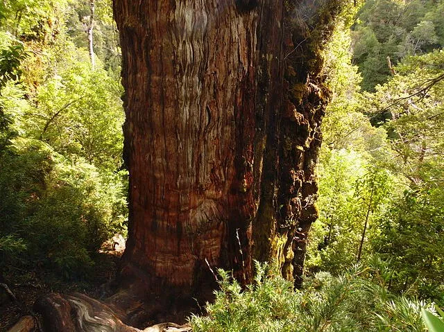 El 'Gran Abuelo' crece en los bosques chilenos y argentinos. Foto: Wikimedia Commons    