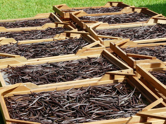 Las vainas de vainilla pasan por un proceso de curado que puede durar varios meses, durante el cual desarrollan su característico aroma y sabor. Foto: Animal Gourmet   