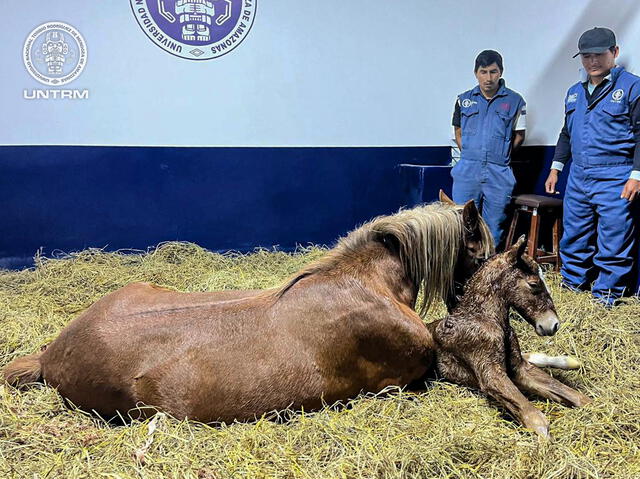  La yegua junto a su hijo clon. Foto: UNTRM   