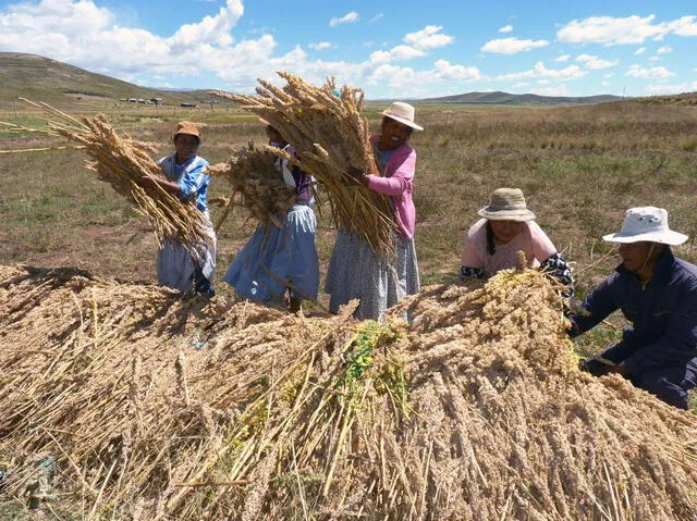 Además de proteínas, la quinua es rica en fibra, lo que favorece la digestión, y en minerales como hierro, magnesio y zinc. Foto: Andina   