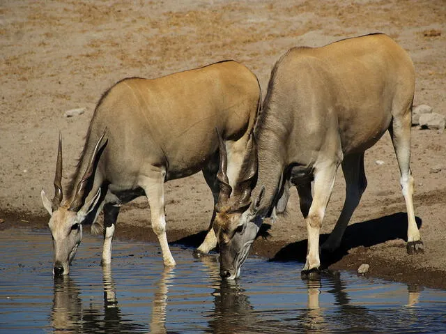  Como el camello, para evitar la deshidratación y la pérdida de líquidos cuando las temperaturas son muy altas, el eland puede aumentar la temperatura corporal para impedir la sudoración. Foto: Hans Hillewaert   