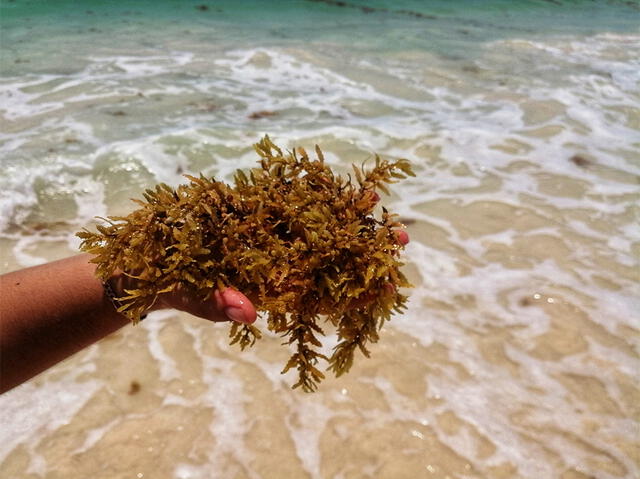  Sargazo, una macroalga que se acumula en grandes cantidades en la costa. Foto: Blog Xcaret.   