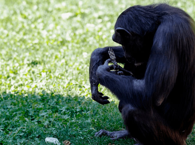  En Bioparc Valencia, el equipo respetó el proceso de duelo de Natalia, permitiendo que siguiera su instinto natural sin intervenir. Foto: EFE   