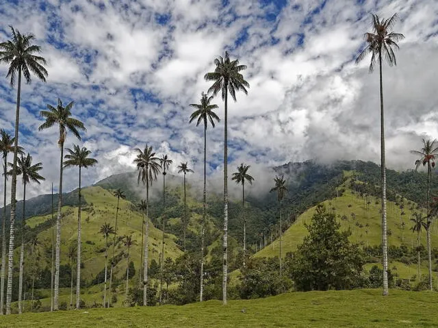 Este bono de biodiversidad pretende atraer la inversión internacional a proyectos de conservación en América Latina. Foto: Radio Nacional de Colombia   