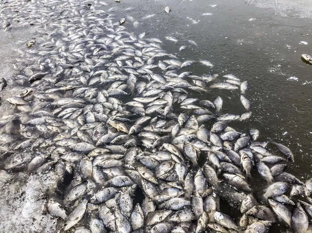 Entre las teorías más populares se destacan las trombas marinas, que podrían succionar peces de cuerpos de agua lejanos. Foto: iStock.   