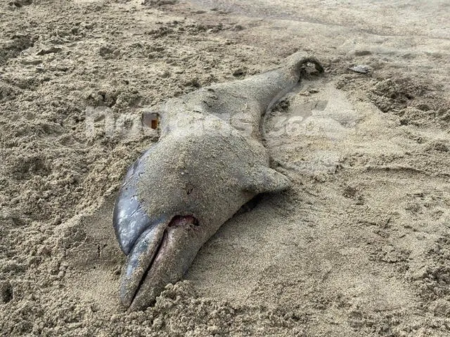 Delfín muerto en playa Las Capullanas. Foto: Noticias 360/Facebook   