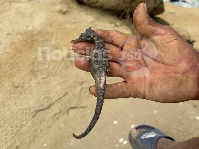 Caballito de mar muerto por contaminación de petróleo. Foto: Noticias 360/Facebook    