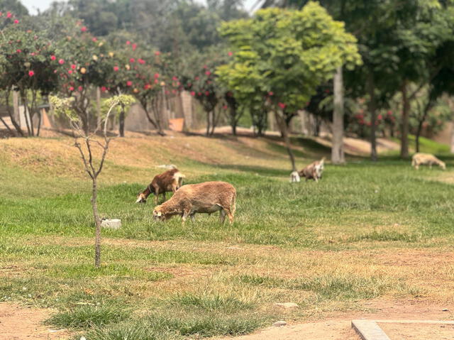 Durante el verano, las familias limeñas disfrutan de los parques zonales, ideales para descansar con áreas verdes y piscinas. Foto: LR   