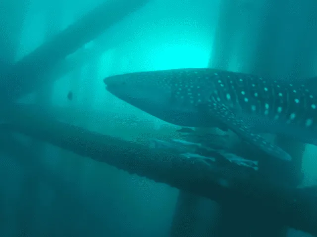  Tiburón ballena nadando en una estructura de petróleo y gas. Foto: Instituto Australiano de Ciencias Marinas   