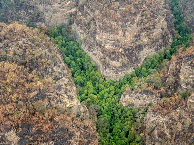 Pinos de Wollemi formando un bosque con 200 ejemplares en Australia. Foto: EFE Pinos de Wollemi formando un bosque con 200 ejemplares en Australia. Foto: EFE