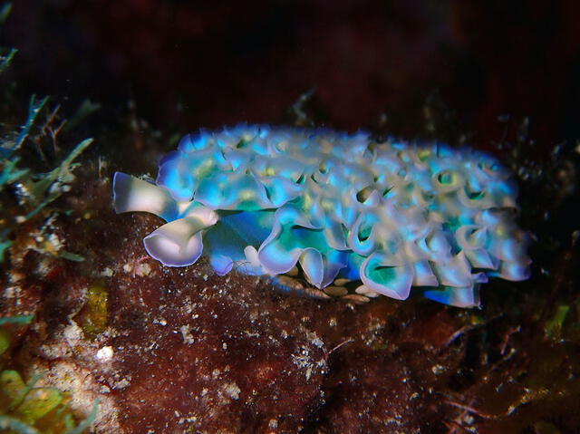 La elysia crispata mide alrededor de 15 cm. y presenta una gran variabilidad en patrón y color. Foto: SolarSlug La elysia crispata mide alrededor de 15 cm. y presenta una gran variabilidad en patrón y color. Foto: SolarSlug