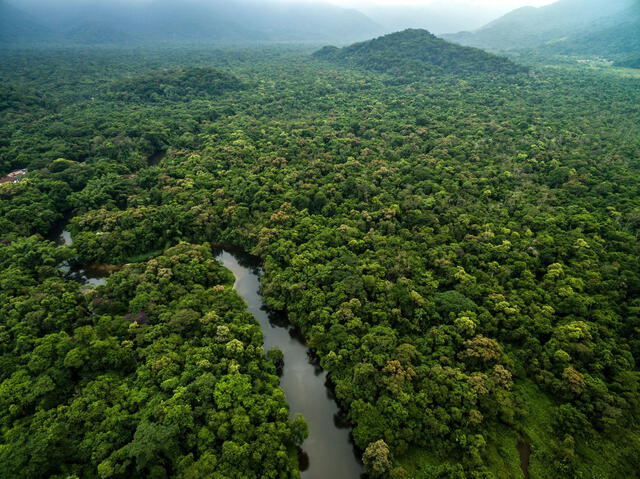  Los depósitos de oro pueden encontrarse incluso en zonas de selva espesa. Foto: Planet   