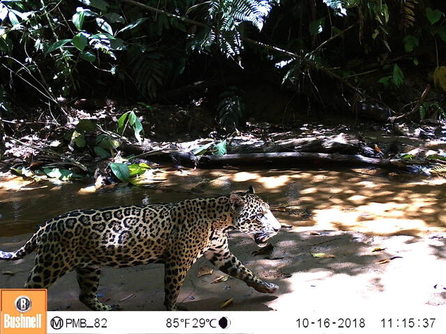 Foto 1: Registro de jaguar (Panthera onca) a 3 km al noreste del campamento Malvinas (octubre 2018).