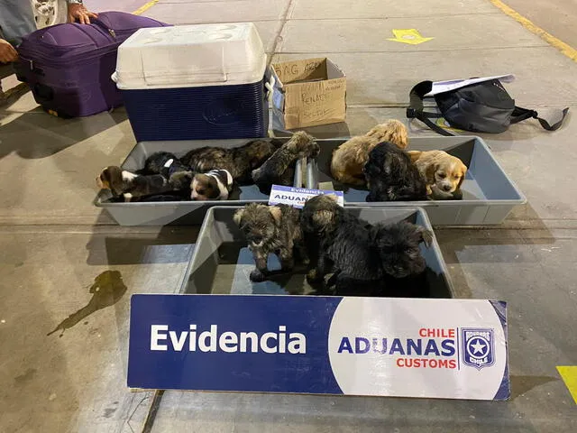 Canes fueron devueltos a autoridad sanitaria en Perú. Foto: Aduanas Chile.