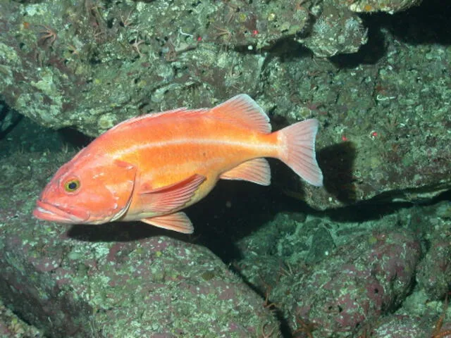 Sebastes ruberrimus, otro tipo de pez roca de ojos amarillos, vive más de 140 años. Foto: Equipo de buceo ROV del Southwest Fisheries Science Center.