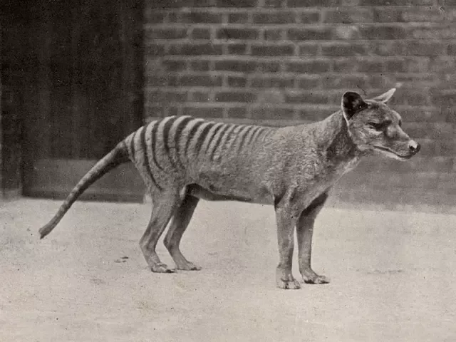 El tigre de tasmania, la última especie conocida se extinguió en 1936. Foto: efeverde