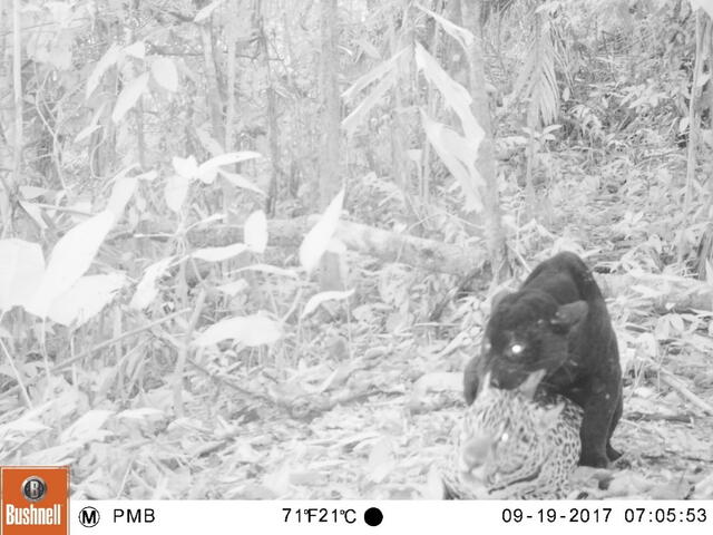 Foto 3: Registro de pareja de jaguares (Panthera onca) a 13 km al este de Malvinas (setiembre 2017)