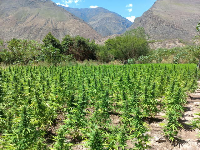 Vraem: policía incauta casi medio millón de plantaciones de Marihuana en Ayacucho