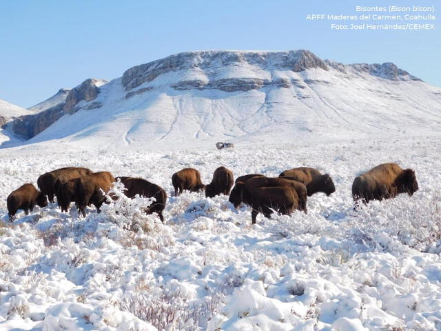 A inicios de año, la Comisión Nacional de Áreas Rurales Protegidas de México publicó una serie de fotografías de los bisontes pastoreando en los primeros días del 2021. Foto: Comisión Nacional de Áreas Rurales Protegidas de México.