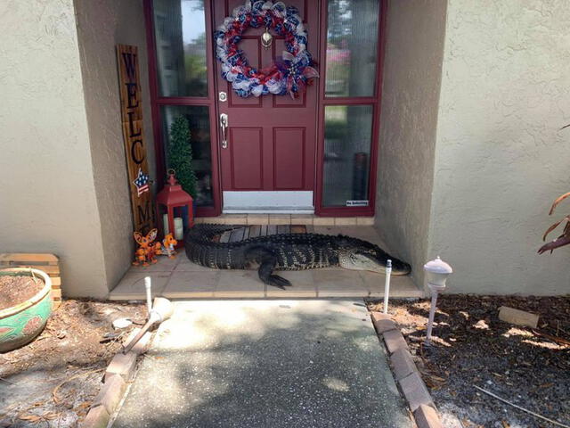 Familia encuentra un caimán de casi tres metros de largo descansando afuera de su casa [FOTOS]