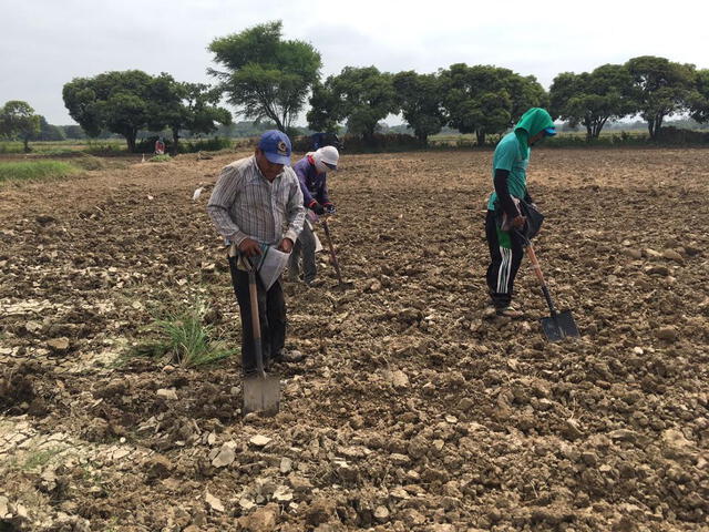 Lambayeque: Inician siembra temporal de 50 hectáreas de frijol caupí tras el Niño costero  
