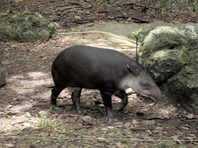 Tapir de Braid