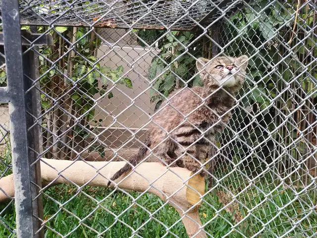 Los veterinarios evaluarán si será devuelto a su hábitat natural. Foto: Serfor