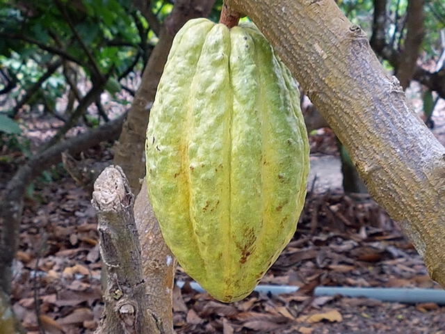 Guayaquil: Conoce qué puedes hacer en esta bella ciudad Guayaquil: Conoce qué puedes hacer en esta bella ciudad