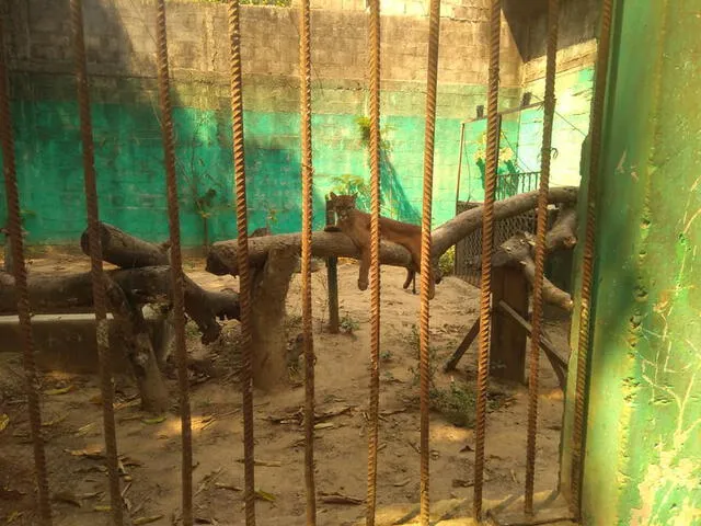 Felino en el zoológico 'El Jaguar' de Puerto Maldonado. (Foto: Facebook/Leonel)