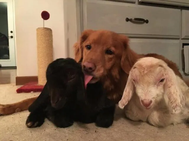 Dottie, Drake y Jerry, juntos antes del descenso de Jerry. (Foto: Granja y Santuario Cabra Negra)