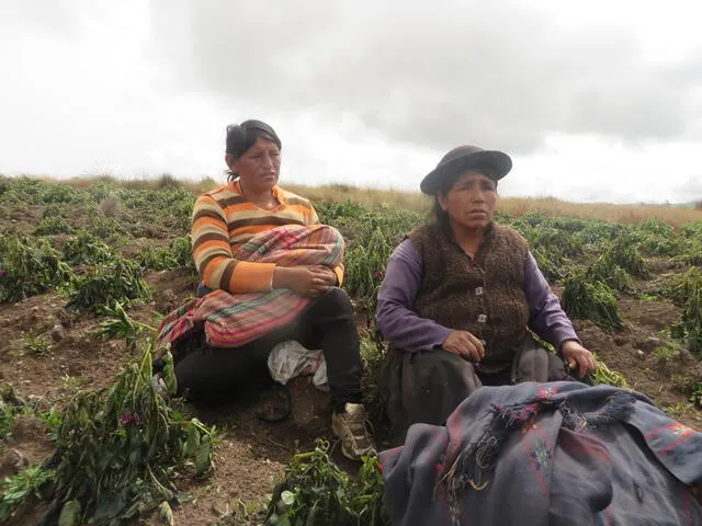 Agricultores pierden 1200 hectáreas de papa por heladas en Pucará y Pazos