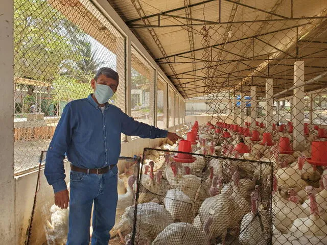 Influenza aviar en Piura