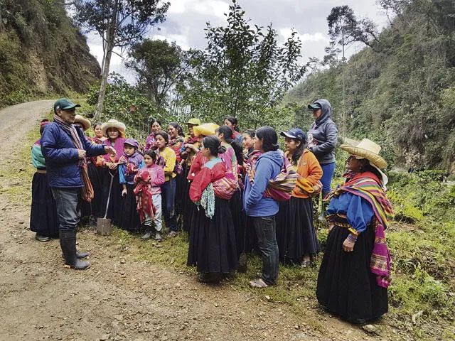 El árbol de la quina: entre la extinción y su rescate en la zona andina de Lambayeque