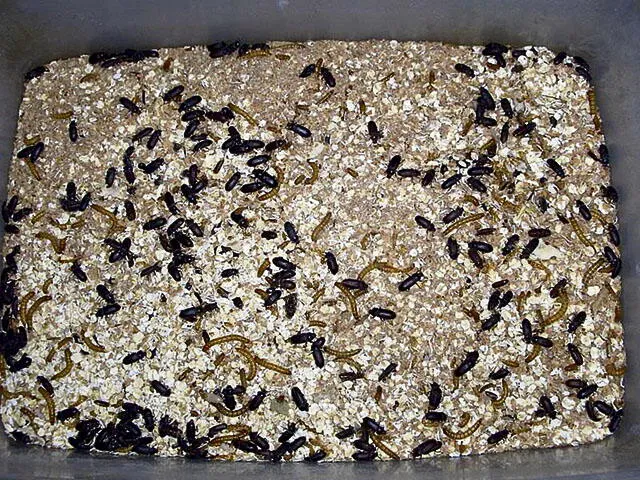 Incineran tres toneladas de quinua y trigo con gusanos