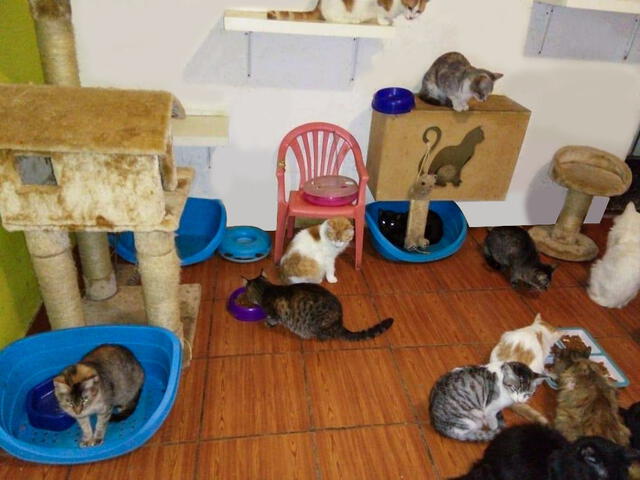 La Asociación Misicha cuida a gatitos rescatados y busca adopciones para los que ya están completamente sanos.Foto: Asociación Misicha