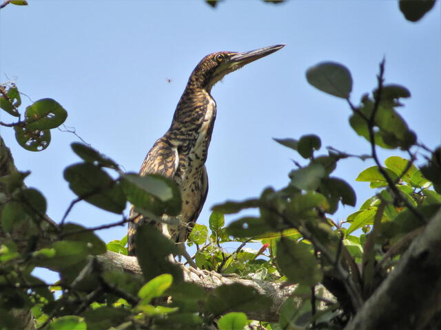 Tumbes: registran nueva especie de ave en Parque Nacional Cerros de Amotape