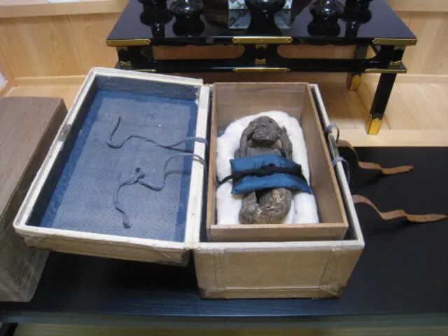 Sirena momia encontrada en el oceano pacífico frente a una isla japonesa.