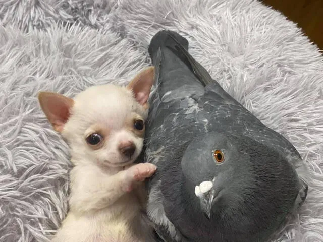 La adorable amistad entre un perrito y una paloma que conmueve a miles en Facebook