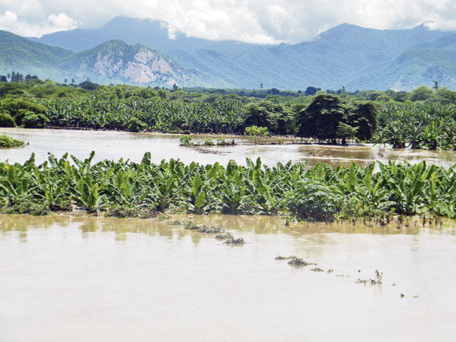 Río Piura se desborda y pone en riesgo más de 15 mil hectáreas de banano orgánico