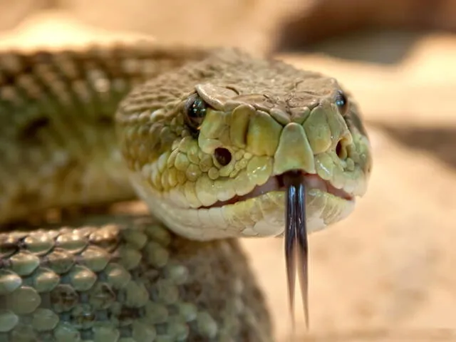 El lugar más peligroso del mundo se encuentra en Brasil: ¿cómo es la Isla de las Cobras?