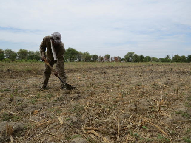 agricultores piura. Foto: La República